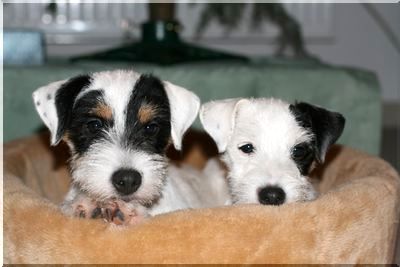 Miss Marple und Miss Myrthe of Ascania