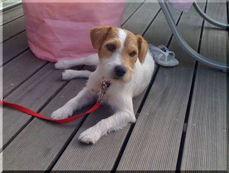 Idefix von der Russellbande