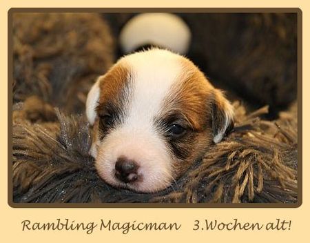 Rambling Magicman 3 Wochen alt