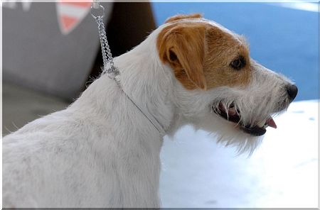 Billys erfolgreicher Sohn   Idefix von der Russellbande